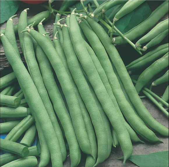 French Beans - Climbing