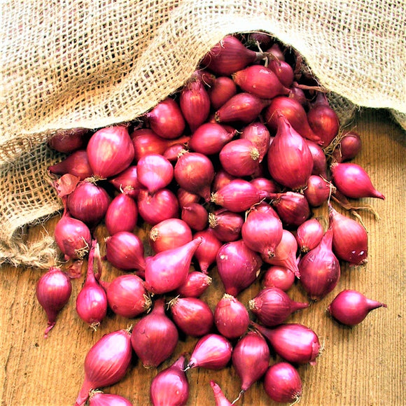 Red Karmen Onion Sets - Autumn or Spring Planting