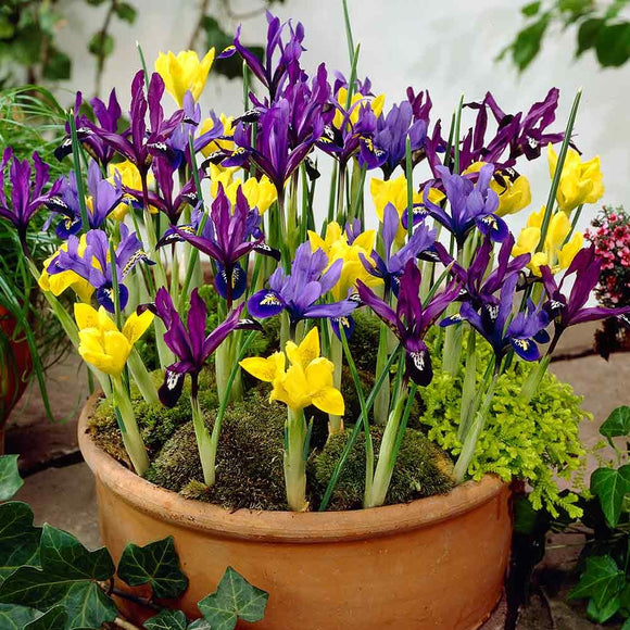 Dwarf Iris Reticulata - Mixed