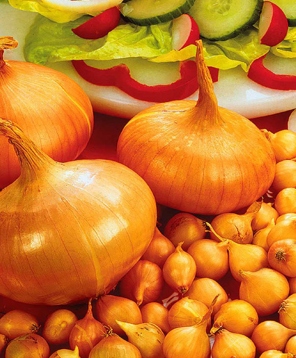 Stuttgarter Onion Sets - Autumn or Spring Planting