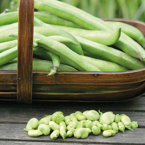 Broad Beans In Your Garden