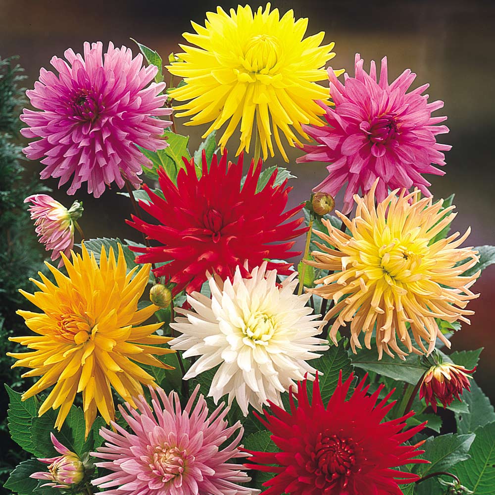 Taking Cuttings From Young Dahlia Plants - Common Q&As