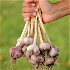 Hardneck vs Softneck Garlic: Choosing the Right One
