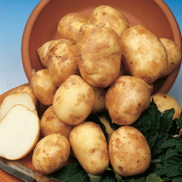 Potato Types Explained