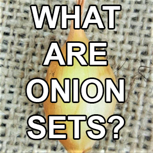 What Are Onion Sets?