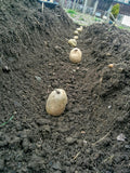Spring Planting First Early Early - Pentland Javelin (10 Tubers)