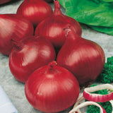 Red Baron Onion Sets Autumn or Spring Planting