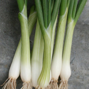 White Lisbon Spring Onion  x 500 seeds Winter Hardy