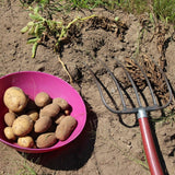 Spring Planting First Early Early - Pentland Javelin (10 Tubers)