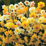 Mixed Daffodil And Narcissi Bulbs Autumn Planting For Spring Flowering