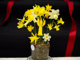 Mixed Daffodil And Narcissi Bulbs Autumn Planting For Spring Flowering