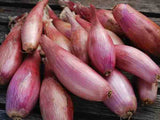 Zebrune Banana Shallot Seeds x 50