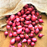 Red Baron Onion Sets Autumn or Spring Planting