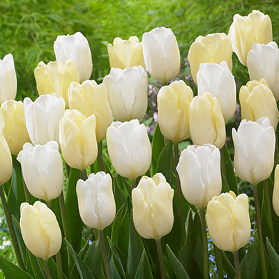 Single Early Tulip 'White Flag'