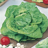 Butterhead Lettuce Seeds 'All Year Round' (250 Seeds)