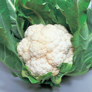 Cauliflower 'Candid Charm F1' (25 Seeds)