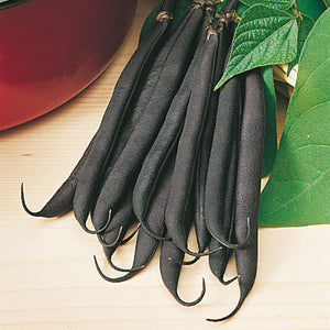 Cosse Violette - 25 Seeds - Climbing French Beans
