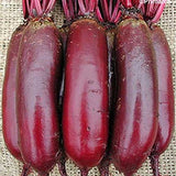 Red Beetroot 'Cylindra' - 100 Seeds