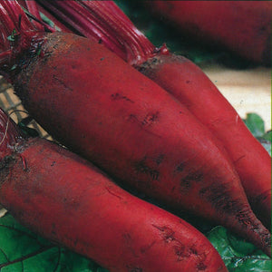 Red Beetroot 'Forono' - 100 Seeds