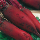 Red Beetroot 'Forono' - 100 Seeds