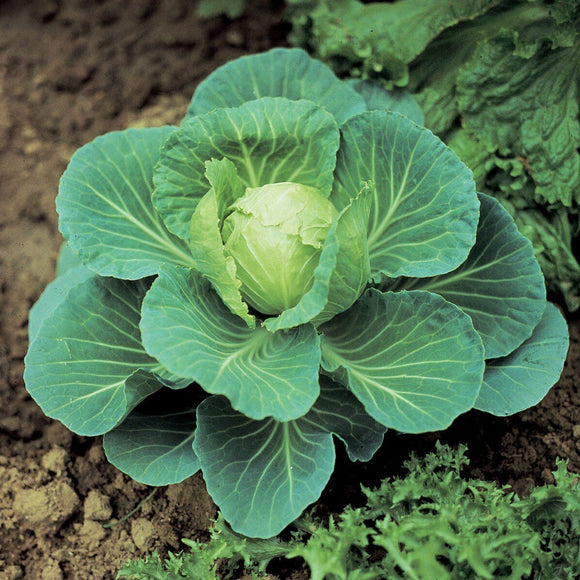 Cabbage 'Golden Acre' - 100 Seeds
