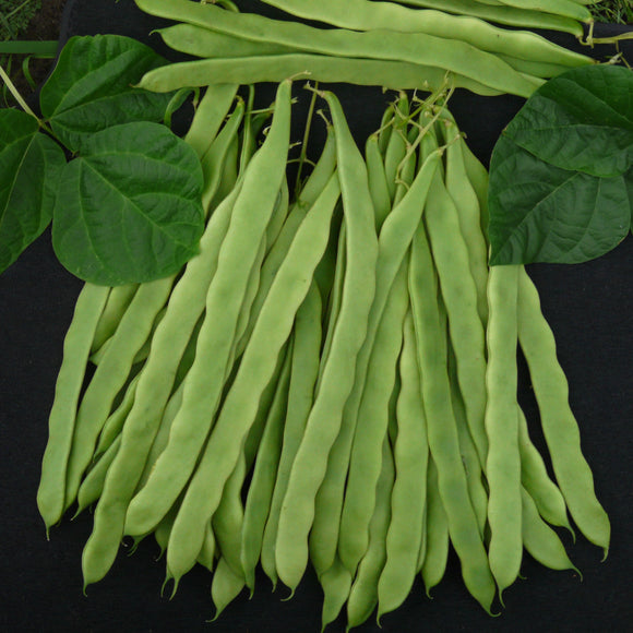 Hunter - 25 Seeds - Climbing French Beans