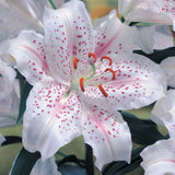 Mixed Oriental Lilies