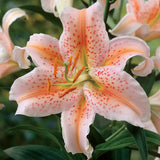 Mixed Oriental Lilies