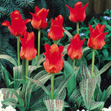 Rockery Tulips - Red Riding Hood