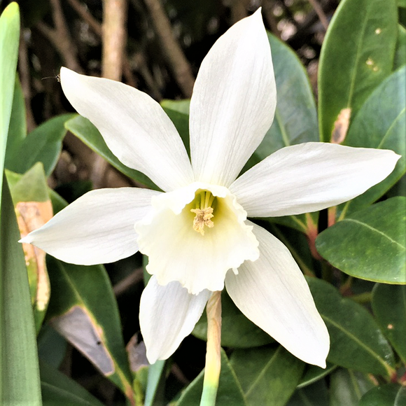 Thalia Miniature Daffodil Narcissi