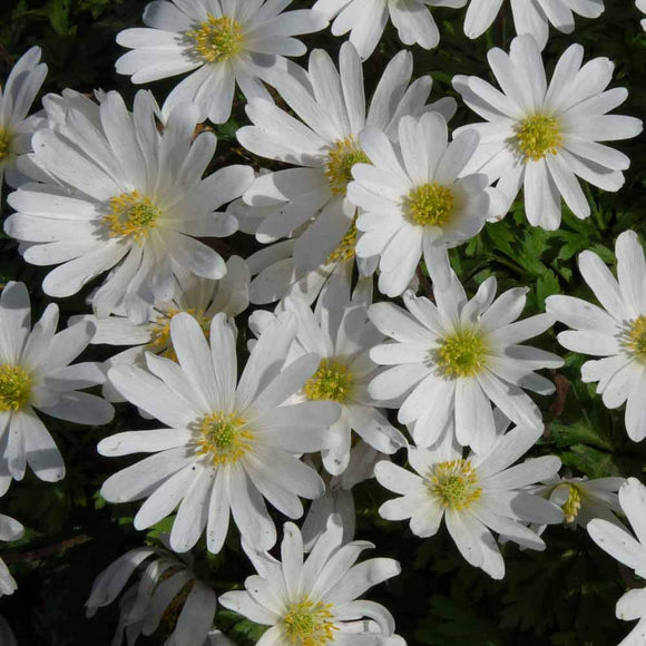 Anemone Blanda - White Splendour