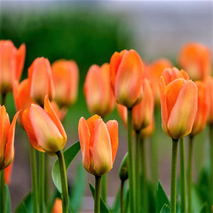Fosteriana Tulip 'Orange Emperor'