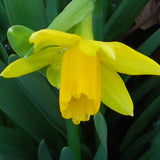 Tête á Tête Miniature Daffodil Narcissi