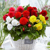 Upright Non-Stop Begonias - Mixed Colours
