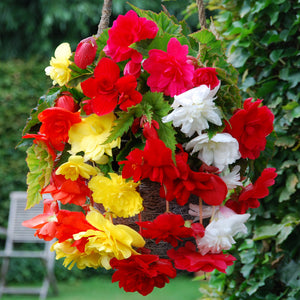 Trailing Begonias - Mixed Colours