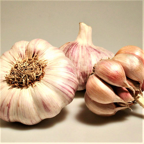 3 x Seed Garlic Bulbs 'Casablanca' (Av. ±30 Cloves)