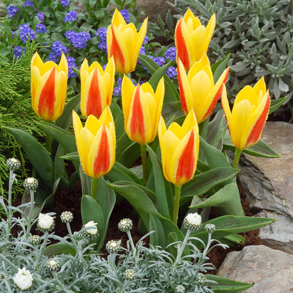 Rockery Tulips - Giuseppe Verdi