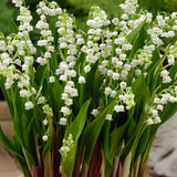 Convallaria majalis - Lily Of The Valley