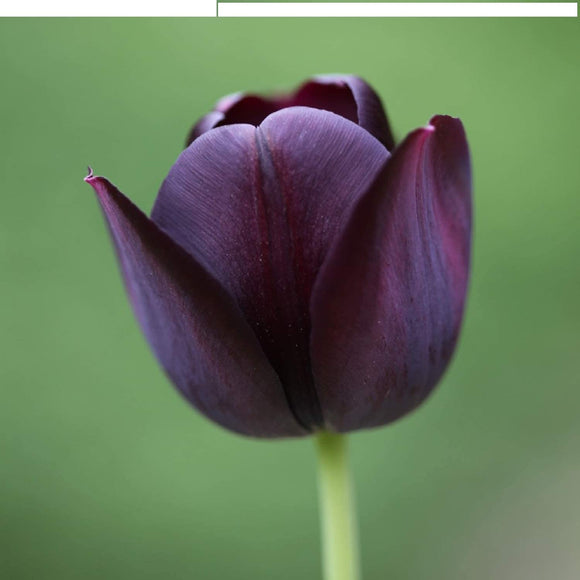 Single Late Tulip - Queen of The Night