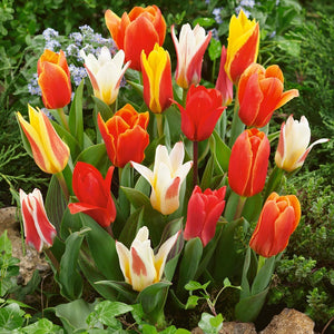 Mixed Rockery Tulips