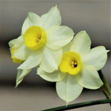 Minnow Miniature Daffodil Narcissi
