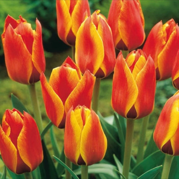 Rockery Tulips - Cape Cod
