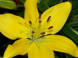 Mixed Asiatic Lilies