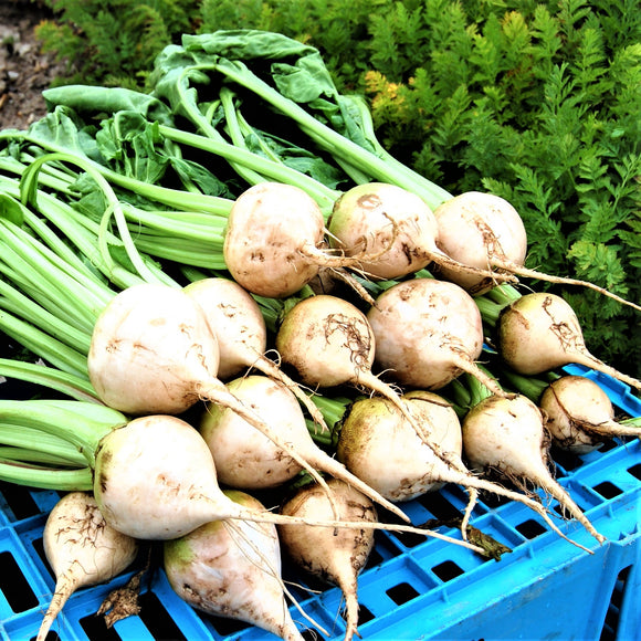 White Beetroot 'Avalanche F1' - 100 Seeds