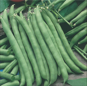 Blue Lake - 25 Seeds - Climbing French Beans