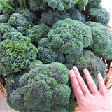 Broccoli Calabrese 'Di Cicco' - 100 Seeds
