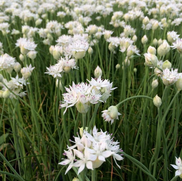 Allium Amplectens - Graceful Beauty