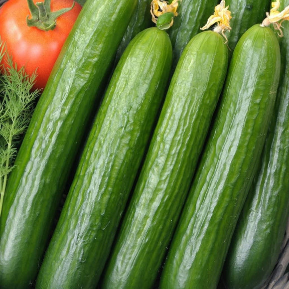 Cucumber 'Perfection' - 25 Seeds