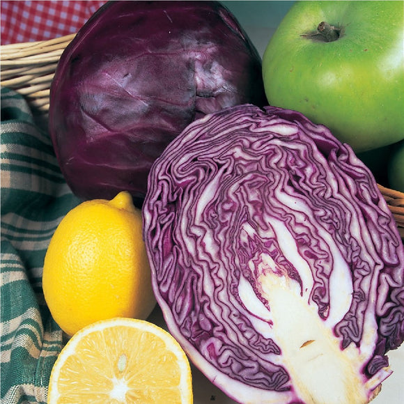 Red Cabbage 'Drumhead' - 100 Seeds