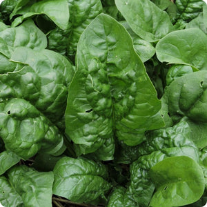 Spinach 'Giant Winter' (100 Seeds)